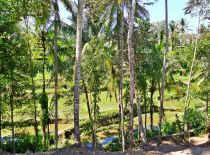 Villa Umah Jae, Ver a los campos de arroz